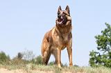 MALINOIS 714